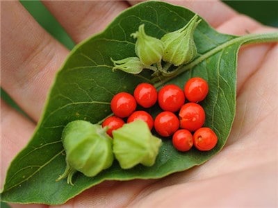 Ashwagandha The Stress-Relieving Herb